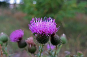 purple thistle flower
