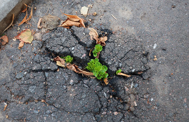 grass on road