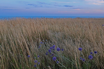 Fototapeta premium field of blue flowers