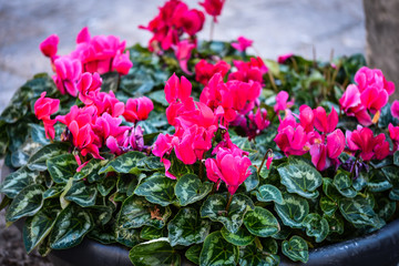 natural flowers close up view 