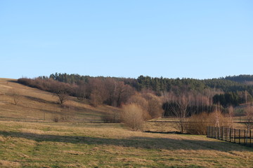 Fototapeta na wymiar wald