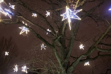 Night winter view of the trees in town park with Christmas decoration.