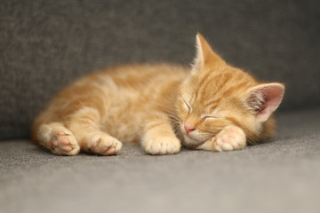 Beautiful orange kitten