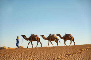 Joven bereber llevando dromedarios camellos en el desierto. Erg Chebbi, Marruecos.