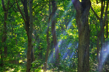 Smoky sunshine rays passing through tree branches in the forest.