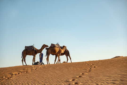 Joven bereber con dromedarios camellos descansando en el desierto. Erg Chebbi, Marruecos.