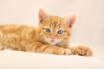 Fototapeta na wymiar Beautiful orange kitten