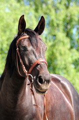 Obraz premium Halblutwallach