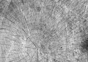 Top view of the cross-section of the wood with cracks, Abstract background. Monochrome texture. Image includes a effect the black and white tones.