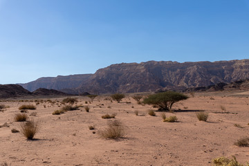 Tree in Timna Park