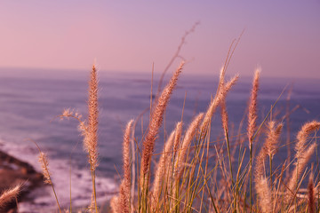 Fototapeta premium Wheat and the sea