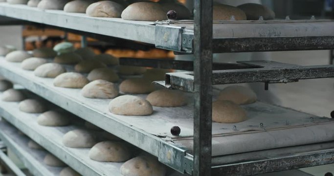 Professional bakers workers in bakery industry forming pieces of dough for baking bread in the industrial oven machine
