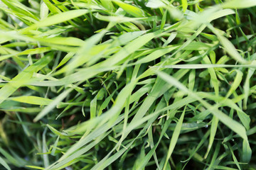 Long green grass, meadow, natural background