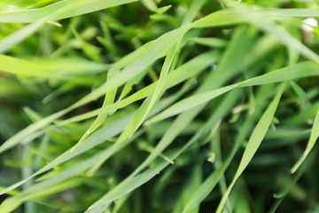 Fototapeta na wymiar Long green grass, meadow, natural background