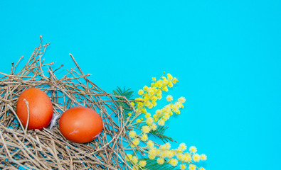 Traditional Easter eggs in the nest dyed using onion skins and mimosa flowers on blue background. Top view with copy space.