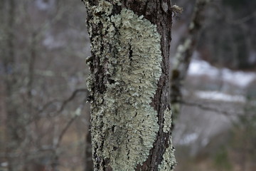  texture of a tree trunk with a blue beautiful moss pattern