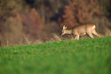 Portrait of young small roedeer grazing the grass on the field horizon meadow 