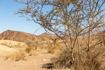 Fototapeta premium Tree in Timna Park