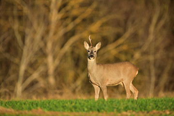 Roe deer with one antler walking and grazing grass in autumn 