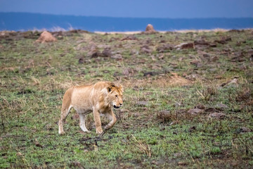  Juvenile male lion in evening light walking in the Masai Mara