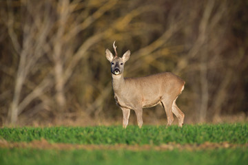 Naklejka na ściany i meble Portrait of young small roedeer grazing the grass on the field horizon meadow 