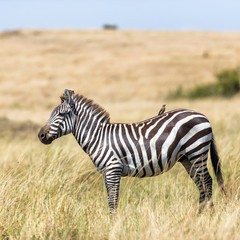 Fototapeta na wymiar Burchells zebra and oxpecker in the grasslands of the Masai Mara