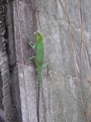 Close-up of green lizard on stone wall in Bali