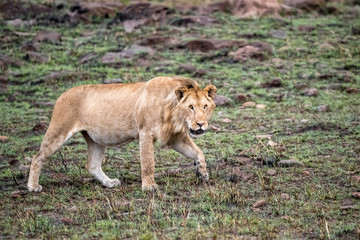 Juvenile male lion walking on a rocky hillside in the Masai Mara