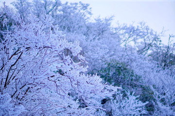 樹氷