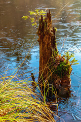 Baumstamm im gefrohrenen Wasser mit Sumpfpflanze im morastigen Weiher