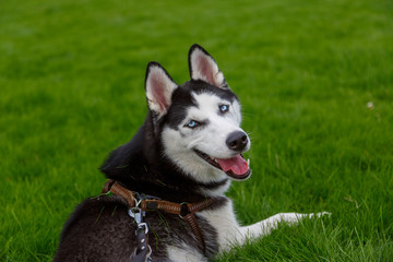 young husky enjoying herself on a grass field.