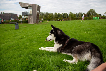 young husky enjoying herself on the grass field by the swimming pool.