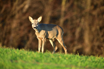 Naklejka na ściany i meble Young roe deer with without antler watching on the enemy on meadow 