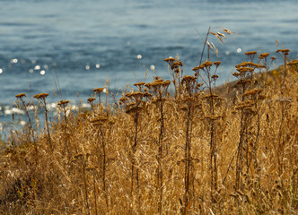 Island dried bear grass flowers and yellow grasses with Puget Sound waters as background