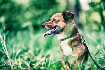 Portrait of a dog on a walk in retro style.