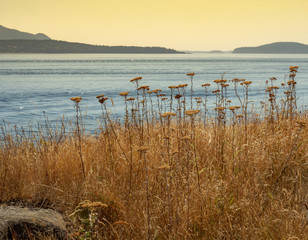 Island dried bear grass flowers and yellow grasses with Puget Sound waters as background