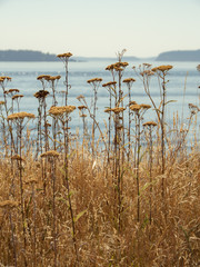 Island dried bear grass flowers and yellow grasses with Puget Sound waters as background