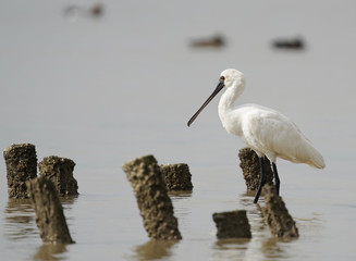 Black-faced Spoonbill at waterland in shenzhen,china.