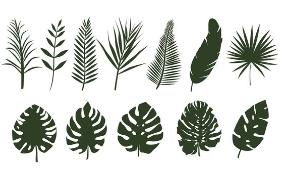 Monochrome leaves of different tropical plants. Set of fern leaves, palm tree. Leaves of different shapes.