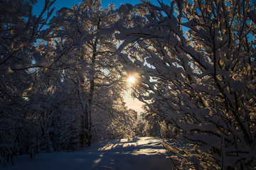 Arch of trees in the winter forest at sunset. 