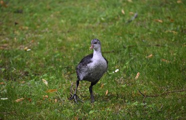 Baby Eurasian coot on green grass in the park.
