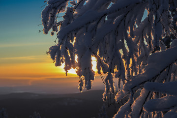 Sunset in the winter forest, the light through the branches of a tree.