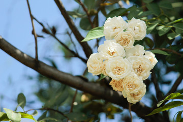 White roses 