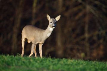 Portrait of young small roedeer grazing the grass on the field horizon meadow 