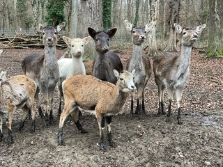 Deer