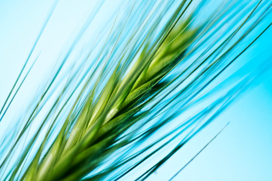 Macro Green Barley