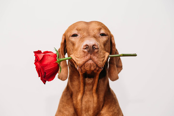 Charming red-haired vizsla dog with eyes closed holds a red rose in his mouth as a gift for...