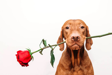 Charming red-haired vizsla dog with eyes closed holds a red rose in his mouth as a gift for...