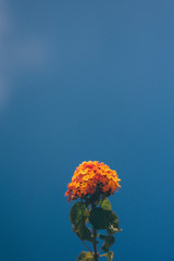 Lantana on blue background