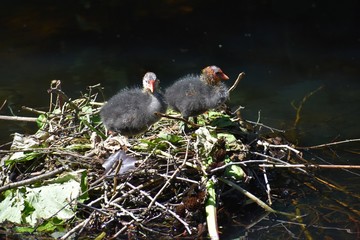 Two Eurasian coot babies on nest on water, in the park.